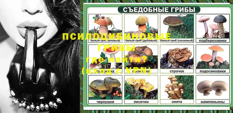 закладки  Черногорск  Галлюциногенные грибы Psilocybe 